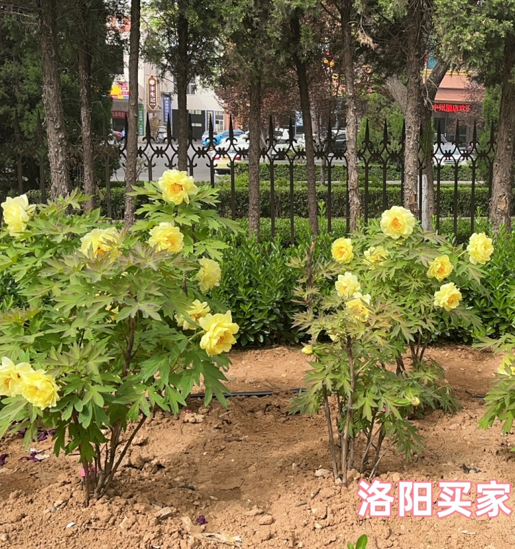 黄牡丹晚花期花开满院飘香花园庭院地栽洛阳重瓣观赏牡丹