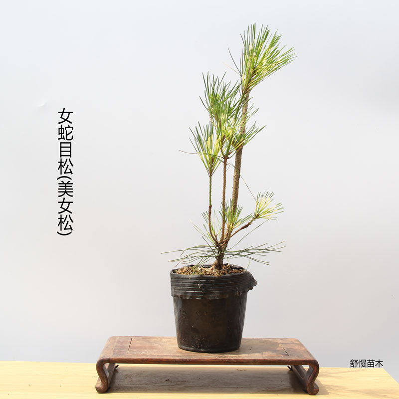 女蛇目松 美女松 蛇目赤松 日本松树品种 日本赤松 美女蛇目松树