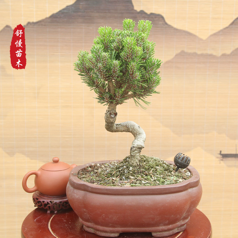 盘型大芽千寿丸盆景 短针松树 松树盆景素材 千寿丸松树 短针黑松