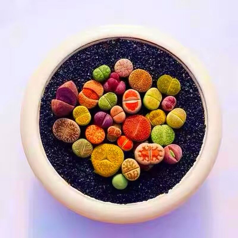 生石花母本大颗石生花屁股花多肉植物多肉试种多肉福利好养活