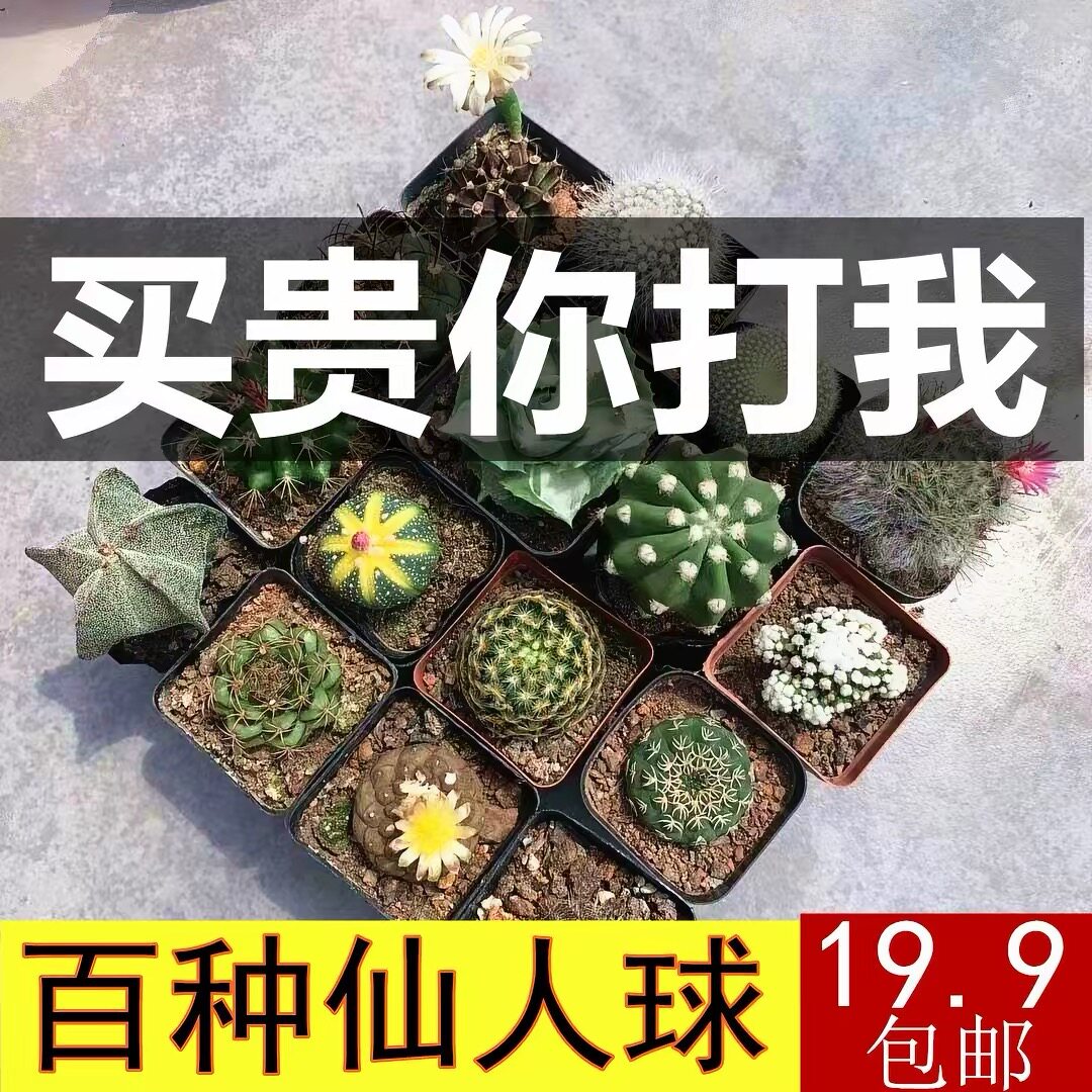 仙人球组合无刺仙人掌多肉花卉植物室内花小盆栽精品星兜稀有