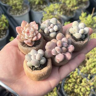 素烧粗陶拇指盆多肉迷你手工花盆透气控型多肉拇指盆