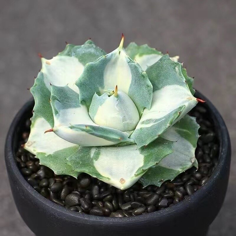 王妃雷神白中斑 龙舌兰科沙生多肉植物稀有变异锦 阳台桌面小盆栽