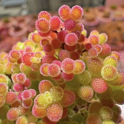 糖球枝干番杏好养活多肉新手好养蜜桔糖球室内盆栽枝干番杏