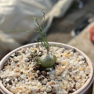 狂乱弹簧草Ornithogalum osmynellum/迷你球根/近开花球/罕见多