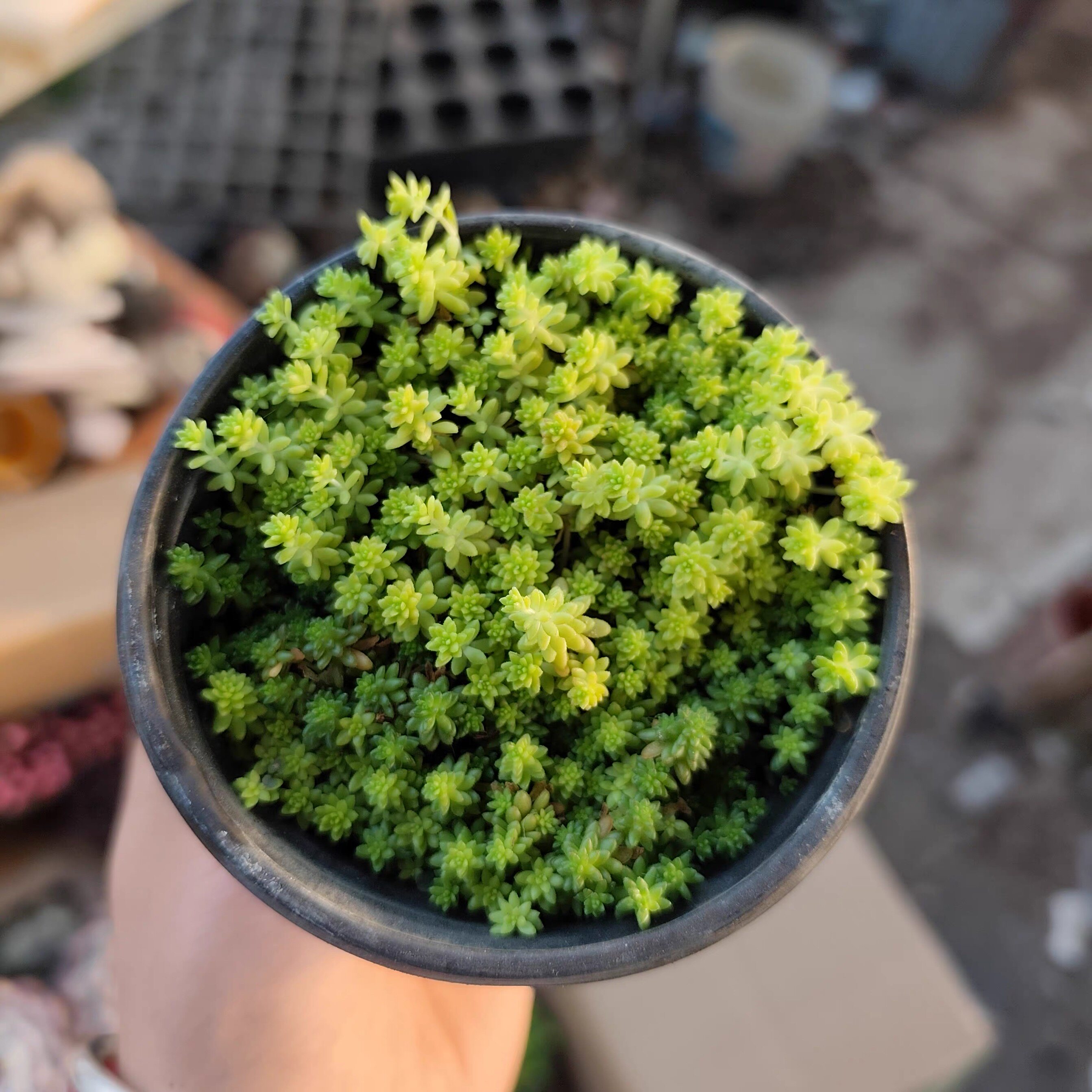 黄金万年草多肉植物一颗包邮新手多肉植物