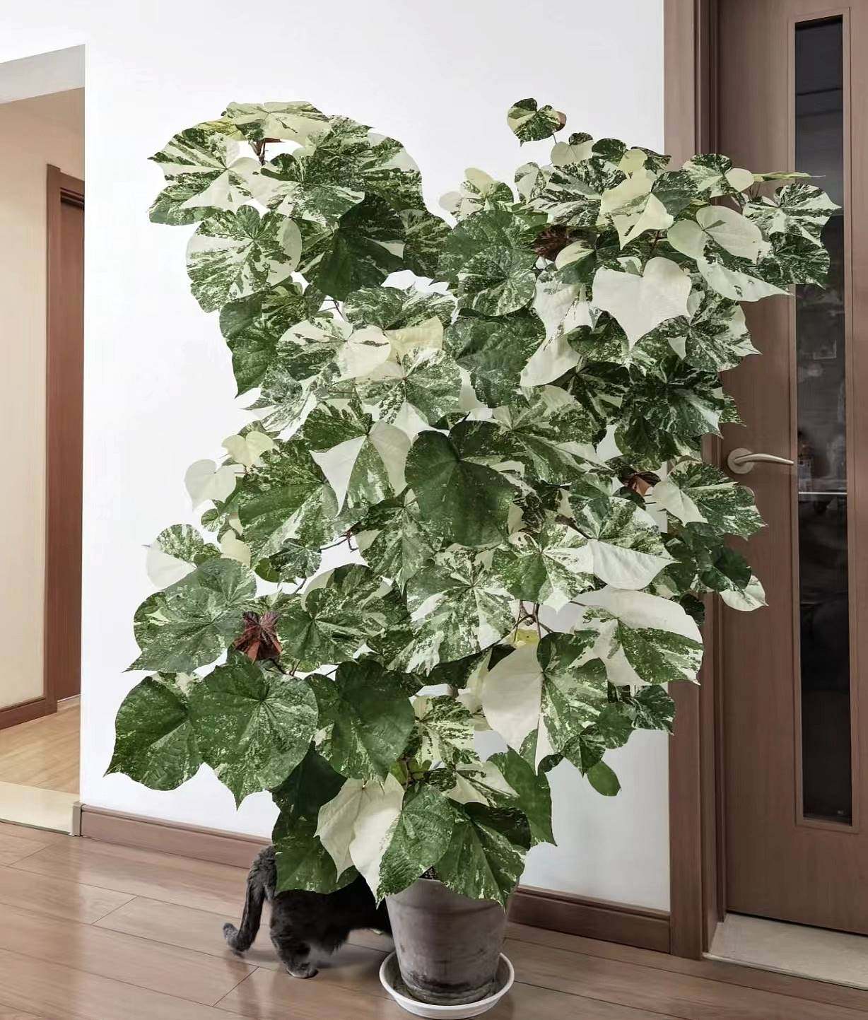 花叶黄槿盆栽锦叶色彩斑斓耐热耐旱耐湿耐阴多年生木本可室内种植