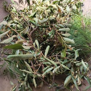 山区农村正宗松树寄生草自然生长寄生茶老树下单可以购鲜货现采