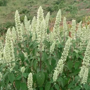 野坝子野坝蒿野香苏扫把茶云南中草药凉茶清热泡水煮鸡干品包邮清