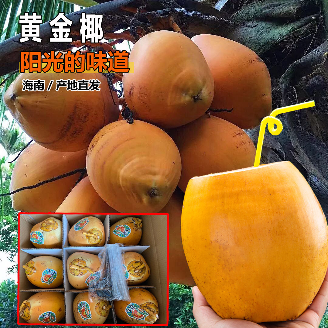 海南新鲜现摘黄金椰子当季热带水果带皮红椰子孕妇补羊水9个包邮