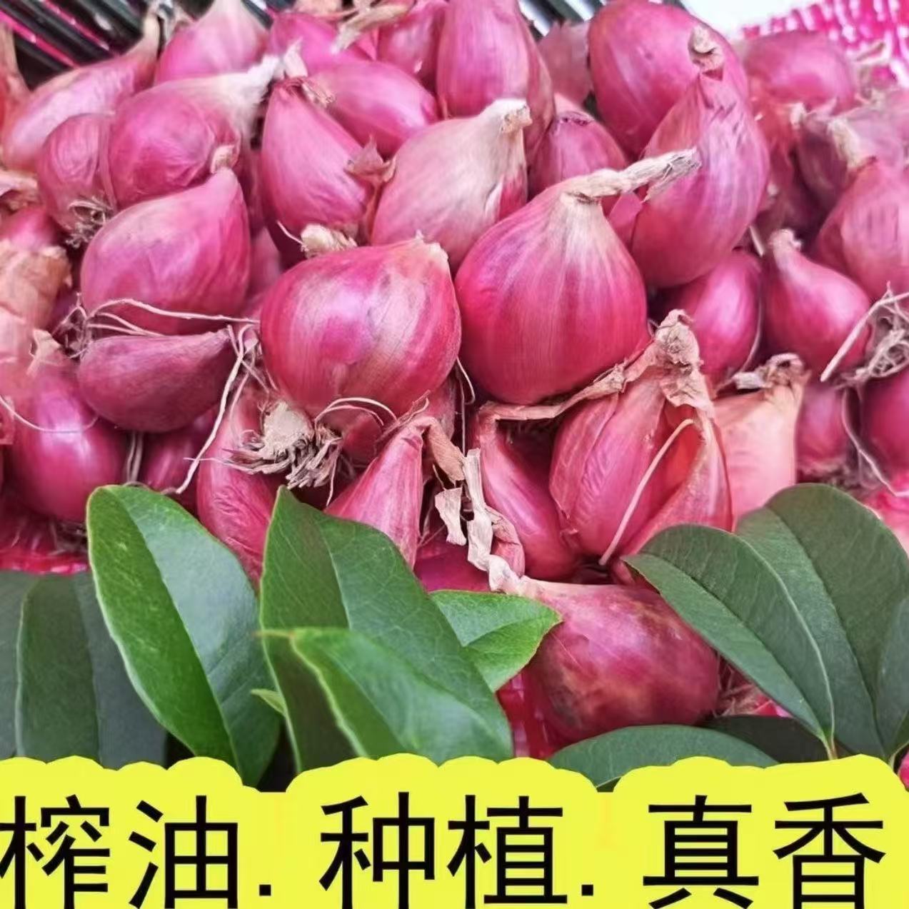 红葱头小香葱种子种植盆栽榨油