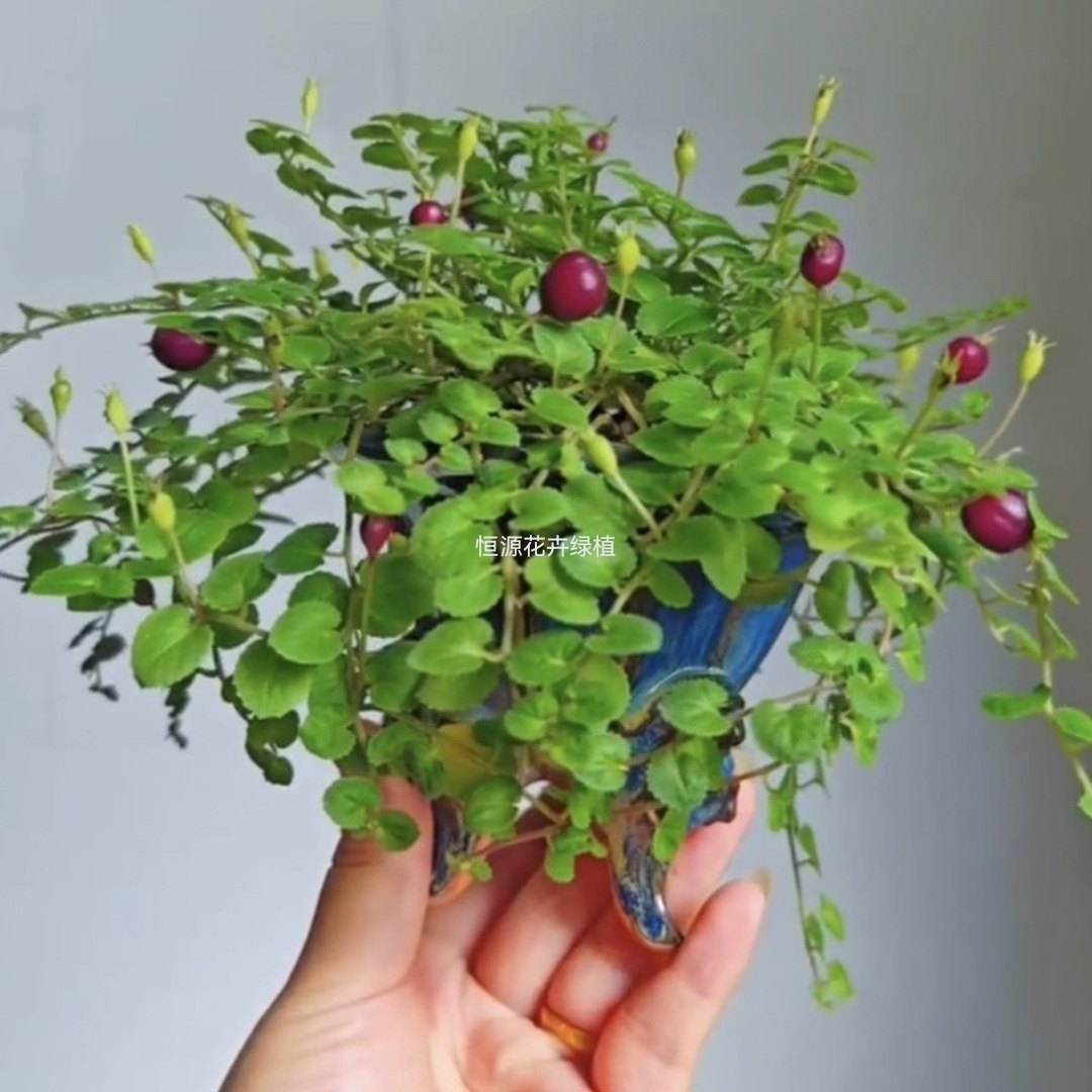 铜锤玉带草开花山野草盆栽耐寒耐热四季盆栽易养植物,鲜花速递/花卉仿真/绿植园艺,造型盆景,淘宝优惠券,粉丝福利购,淘宝优惠卷