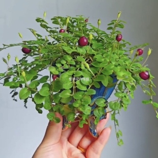 铜锤玉带草开花山野草盆栽耐寒耐热四季盆栽易养植物