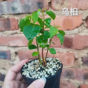 乌桕彩叶绿植盆景植物耐寒耐旱庭院绿化办公桌造景变色。