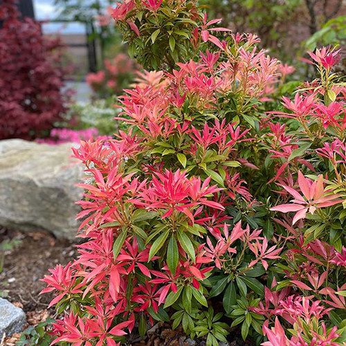 观叶的花价格 观叶的花图片 星期三