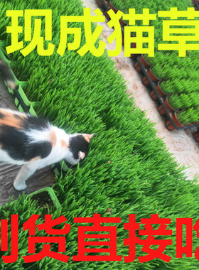 到货就能吃的成品土培猫草盆栽
