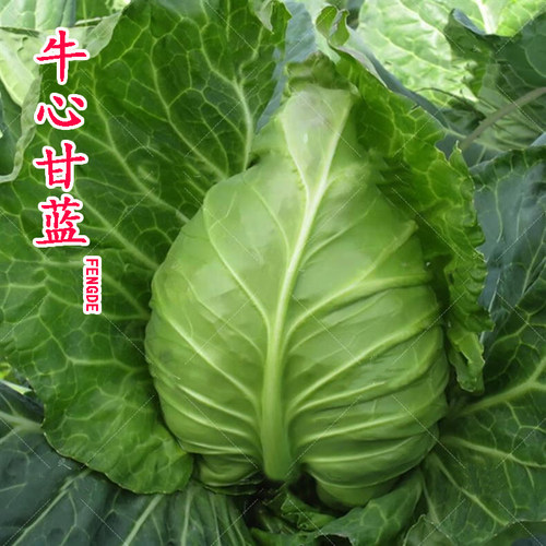 春丰甘蓝种子种籽苗秧牛心四季包菜包心菜卷心菜大头菜蔬菜孑菜种