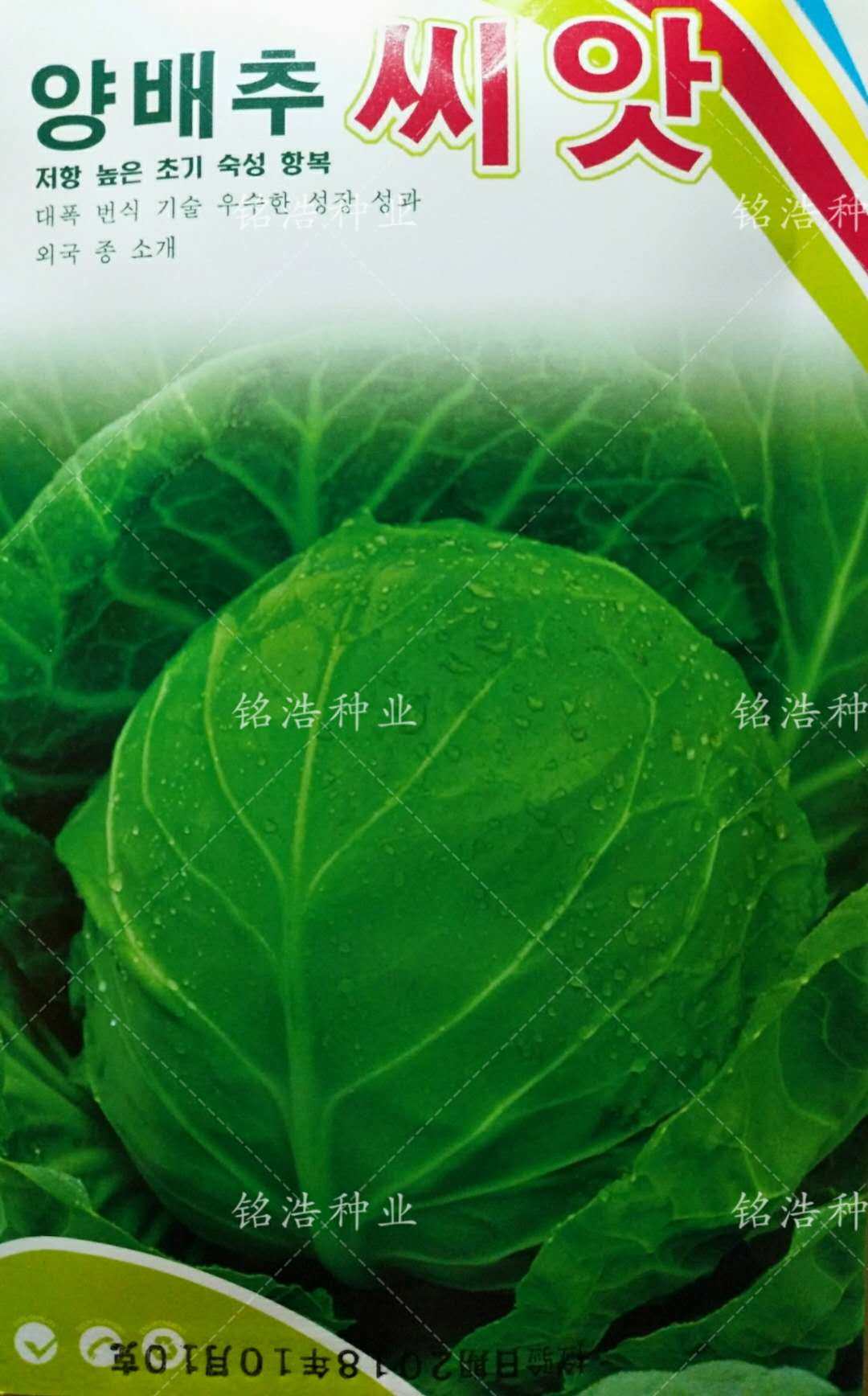 绿霸甘蓝种子卷心菜种子包心菜包菜种籽大头菜籽早熟高产蔬菜种子