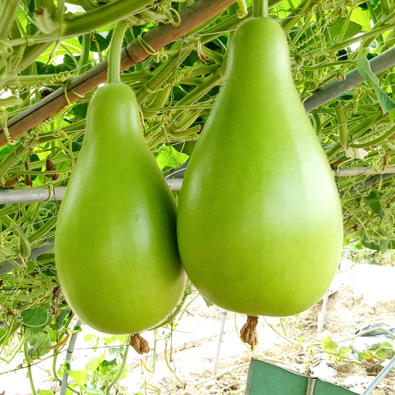 君川圆瓠1号瓠子瓜种子 早生早熟瓠瓜瓠子圆形蒲瓜高产蔬菜种籽孑
