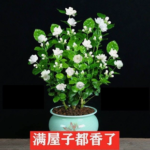 生长 四季 浓香型茉莉花盆栽客厅阳台花卉驱蚊植物清香木绿植物