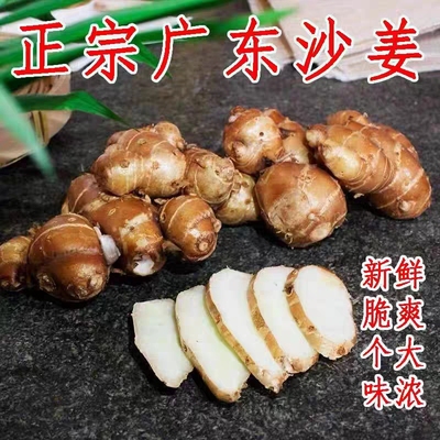 正宗沙姜新鲜包邮广东茂名当季新姜嫩姜白切鸡椰子鸡蘸料调配料