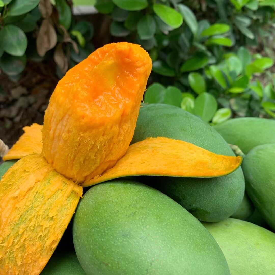 攀枝花椰香芒果5斤现摘鸡蛋芒青皮自然椰奶香无丝新鲜水果包邮