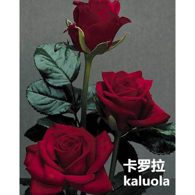 【进口】 卡罗拉 黑巴克玫瑰花 切花月季盆栽植物赛蔷薇花苗