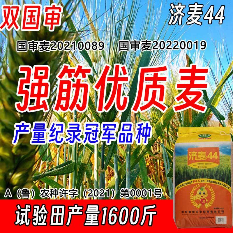 优质强筋麦济麦44小麦种子高产量原装正品高发芽率双国审小麦种子怎么样,好用不?