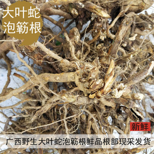 广西野生八月泡根鲜品牛尾泡粗叶悬钩子大叶蛇泡簕根500克包邮