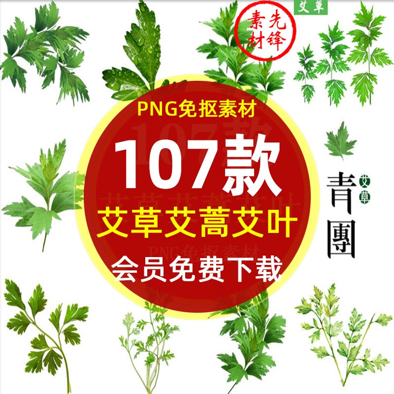 中医草药艾草艾叶艾蒿背景PNG免抠图片 养生中药材艾草插图PS素材