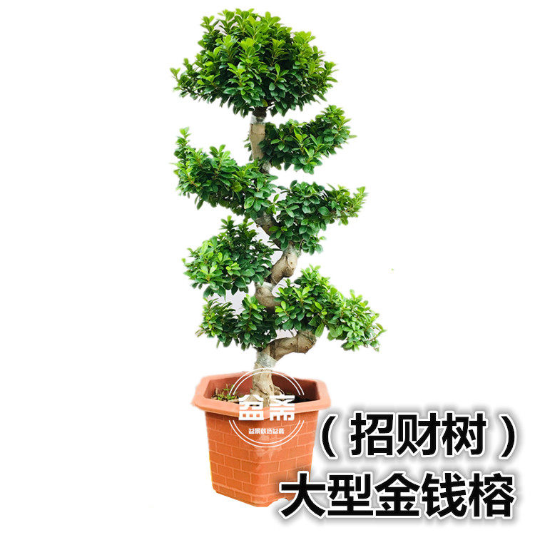 金钱榕树盆景植物室内室外绿植净化空气树桩客厅商场S型大型盆栽