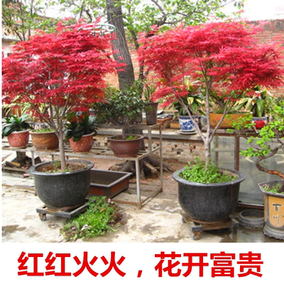 红枫树苗红舞姬红枫苗嫁接美国日本红枫四季红庭院盆栽地栽绿化苗