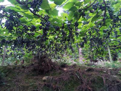 包邮高山2号刺葡萄湖南苗