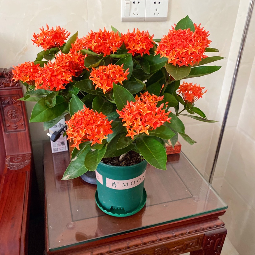 包邮龙船花带花盆栽 红宝石花 仙丹花 百日红 绣球花四季带花发货