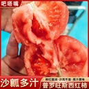 蔬菜5斤 新疆普罗旺斯西红柿新鲜自然熟正宗水果番茄生吃大果当季