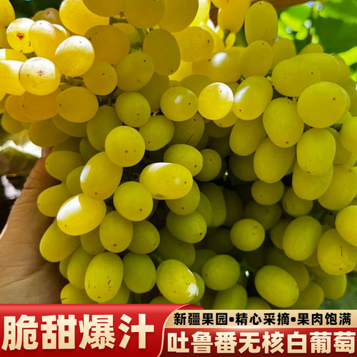 新疆吐鲁番无核白葡萄脆甜多汁