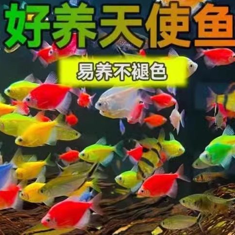 淡水小型红绿灯科热带观赏鱼