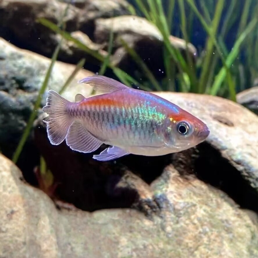 刚果美人鱼群游热带观赏鱼草缸石美人游鱼电光热带鱼淡水小型