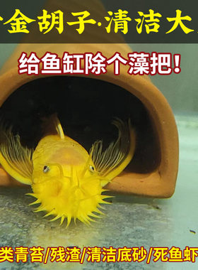 黄金胡子大帆工具除藻小型淡水鱼
