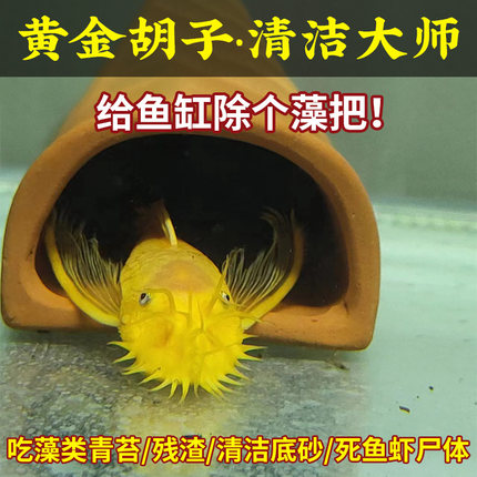 黄金胡子大帆工具鱼清缸除藻热带小型淡水鱼红蓝眼随机发货