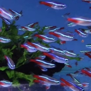 红绿灯鱼热带观赏鱼好养耐活鱼宝莲灯鱼草缸灯科鱼淡水小型群游