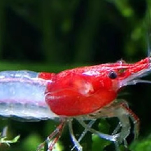 除藻活体鱼缸琉璃虾包邮