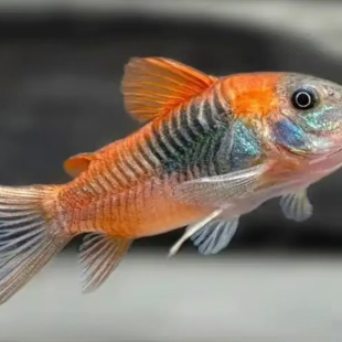 委内瑞拉鼠大型红头鼠底栖鱼清缸淡水鱼热带鱼草缸南美鼠鱼工具鱼