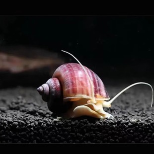 观赏螺紫纹螺斑马螺鲍鱼螺黑金刚螺蜜蜂角螺观赏螺观活体观赏螺活