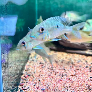 亚马逊南美亚奎罗斯提卡慈鲷鱼幼鱼热带淡水鱼易养蓝色观赏鱼