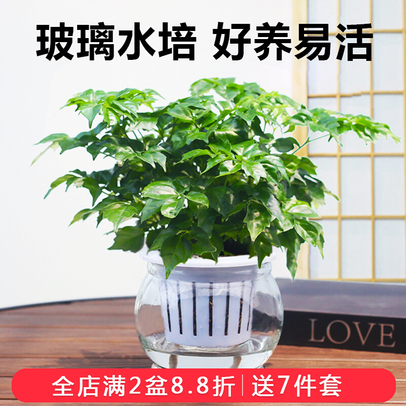 幸福树盆栽玻璃水培植物办公室桌面耐养小植物净化空气盆栽