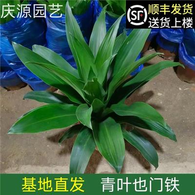 金心青叶也门铁巴西铁客厅办公室植物大叶观叶绿植室内盆栽超热卖