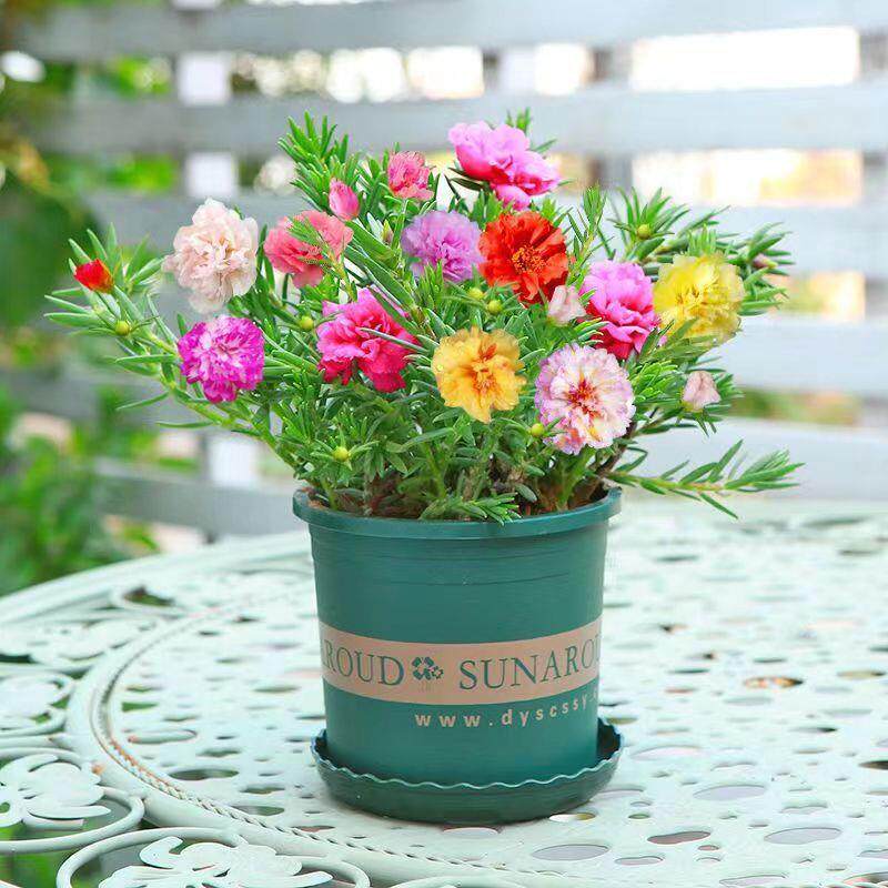 养不死的重瓣太阳花苗带根带花苞发货盆栽花卉阳台开花绿植