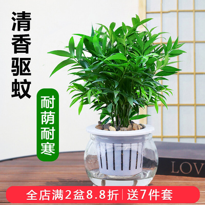 竹柏盆栽办公室内驱蚊植物玻璃水培平安竹四季常青好养小绿植