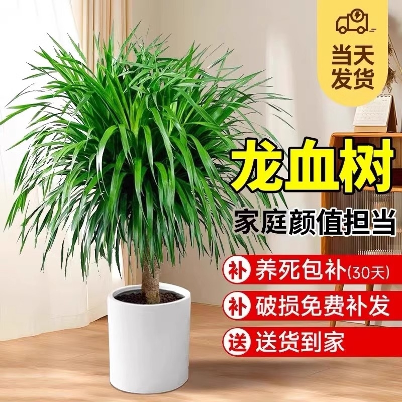龙血树盆栽老桩室内大型植物大绿植龙须树琴叶榕千年木客厅好养